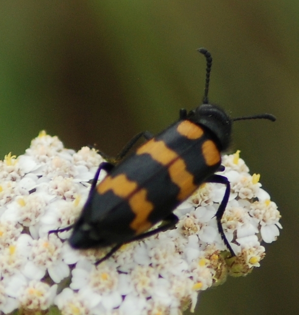 Mylabris variabilis - szalagos hólyaghúzó Mylabris variabilis - szalagos hólyaghúzó