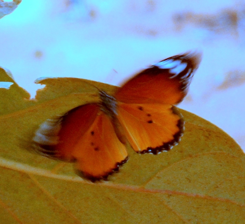 Danaus chrysippus