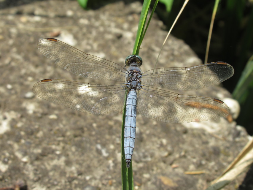Orthetrum coerulescens - karcsú pásztorszitakötő