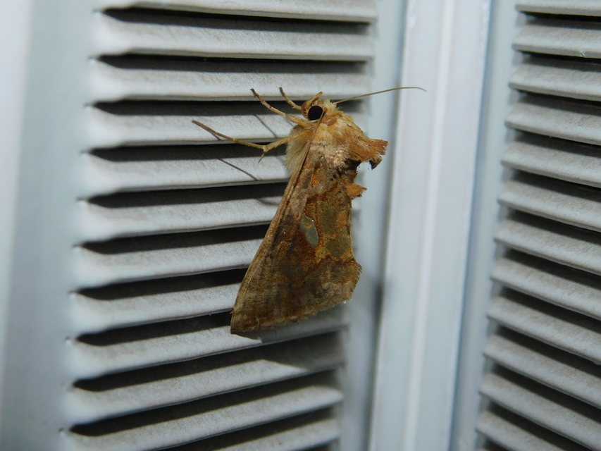 Chrysodeixis chalcites - déli aranybagoly