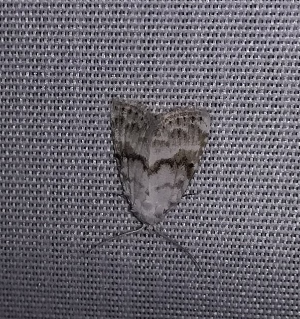 Meganola albula - fehér pamacsosszövő