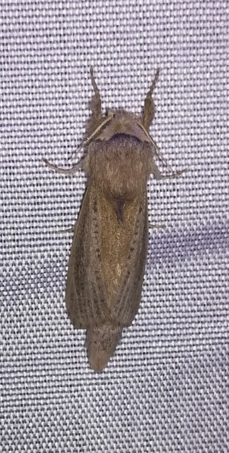 Phragmataecia castaneae - nádfúrólepke