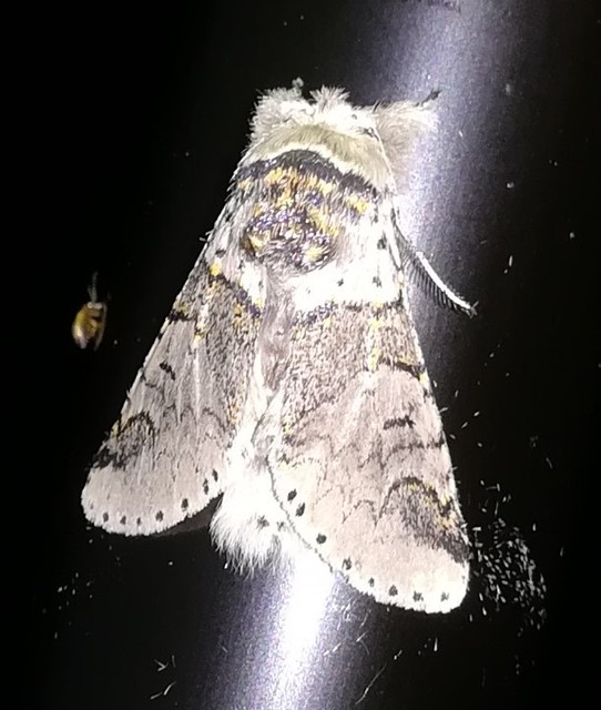 Furcula furcula - szürke púposszövő