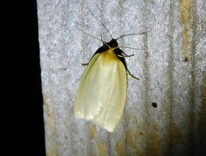 Aphelia paleana - sápadt sodrómoly
