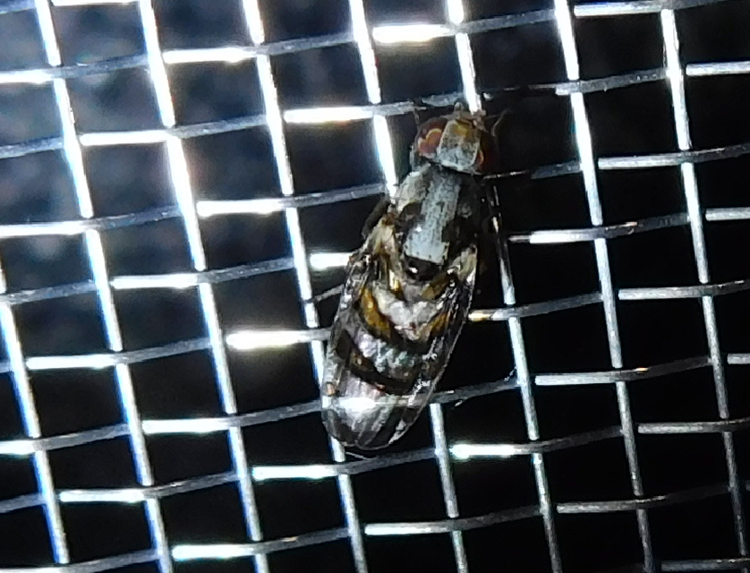 Myennis octopunctata