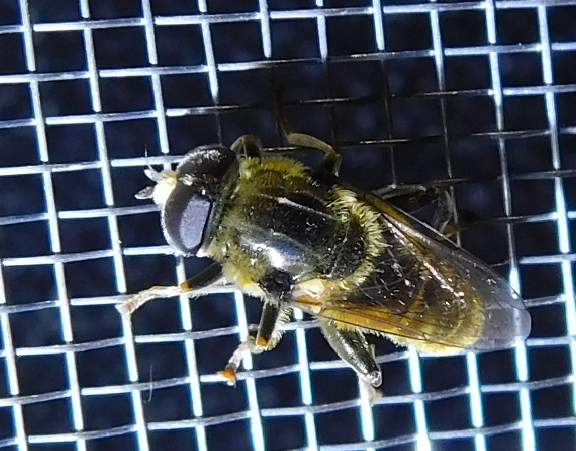 Merodon