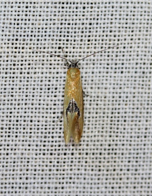 Batia internella/lambdella