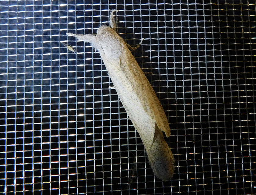 Phragmataecia castaneae - nádfúrólepke
