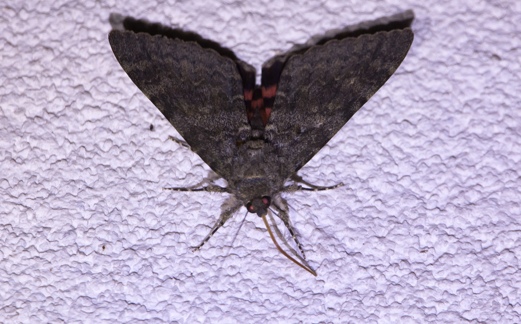 Catocala elocata - közönséges övesbagoly