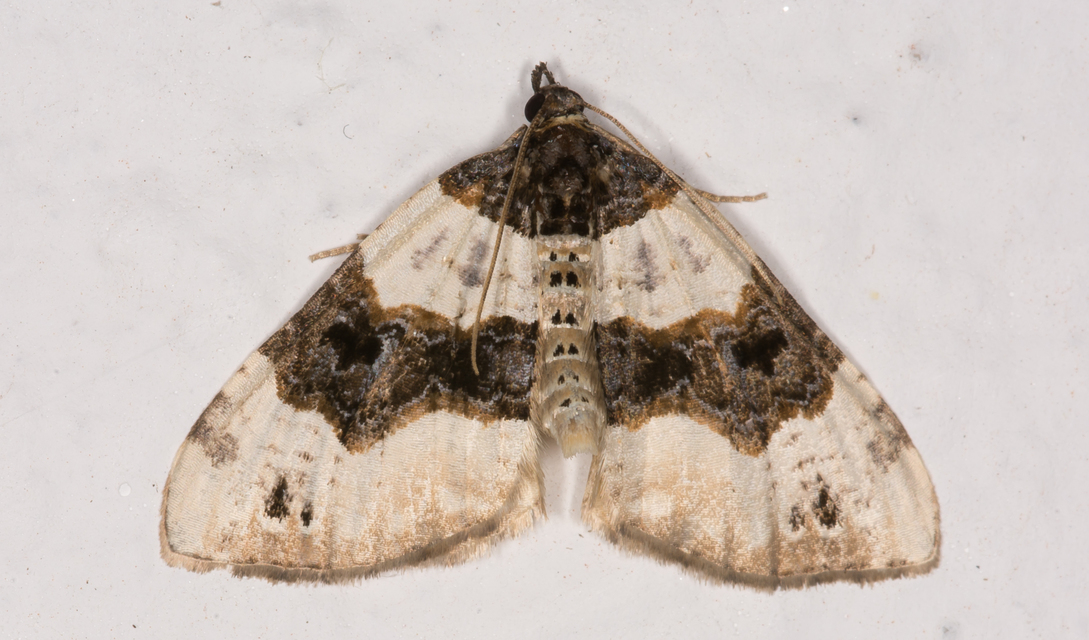 Cosmorhoe ocellata - szemes galajaraszoló
