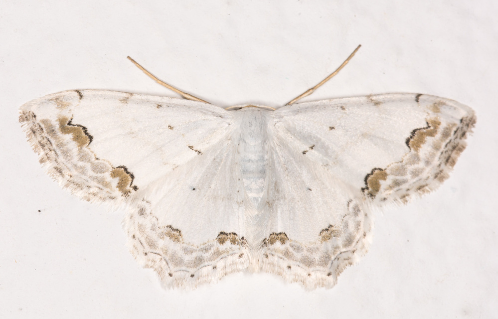 Scopula ornata - díszes fehéraraszoló