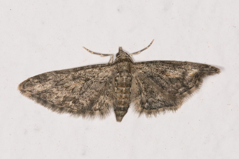 Eupithecia inturbata - juhar-törpearaszoló
