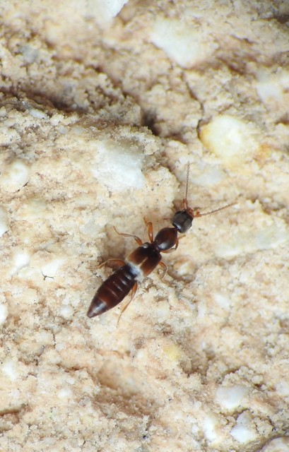 Scopaeus laevigatus - közönséges turzásholyva