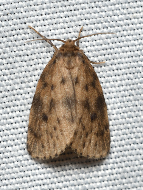 Thumata senex - mocsári medvelepke