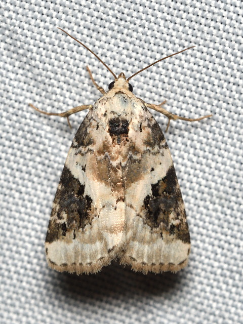 Pseudeustrotia candidula - fehéres apróbagoly