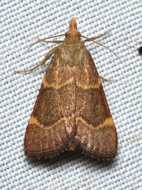 Pyralis perversalis - pusztai fényilonca