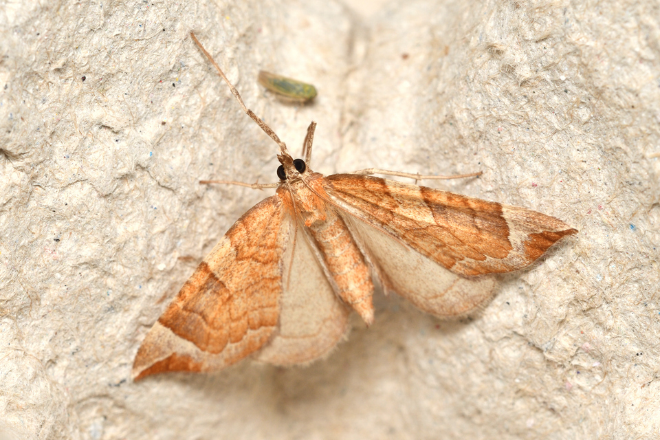 Eulithis testata - rezgőnyár-tarkaaraszoló