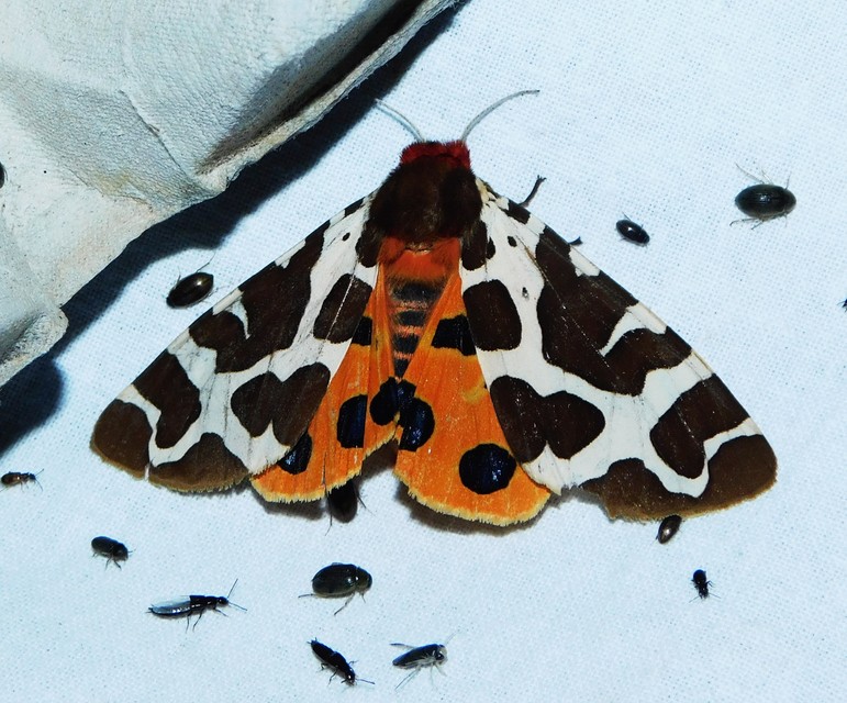 Arctia caja - közönséges medvelepke