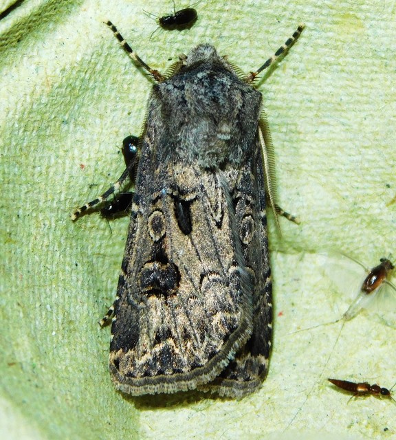 Agrotis bigramma - kétjegyű földibagoly