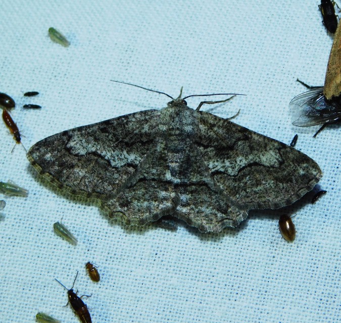 Synopsia sociaria - ürömaraszoló