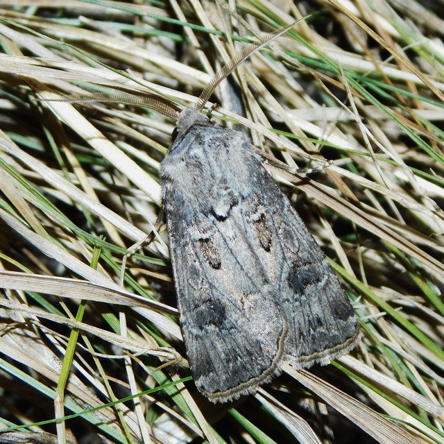 Agrotis bigramma - kétjegyű földibagoly