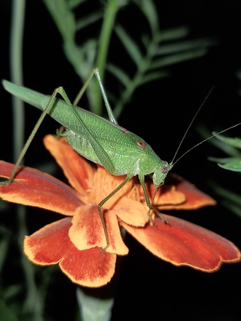 Phaneroptera nana - pontozott repülőszöcske