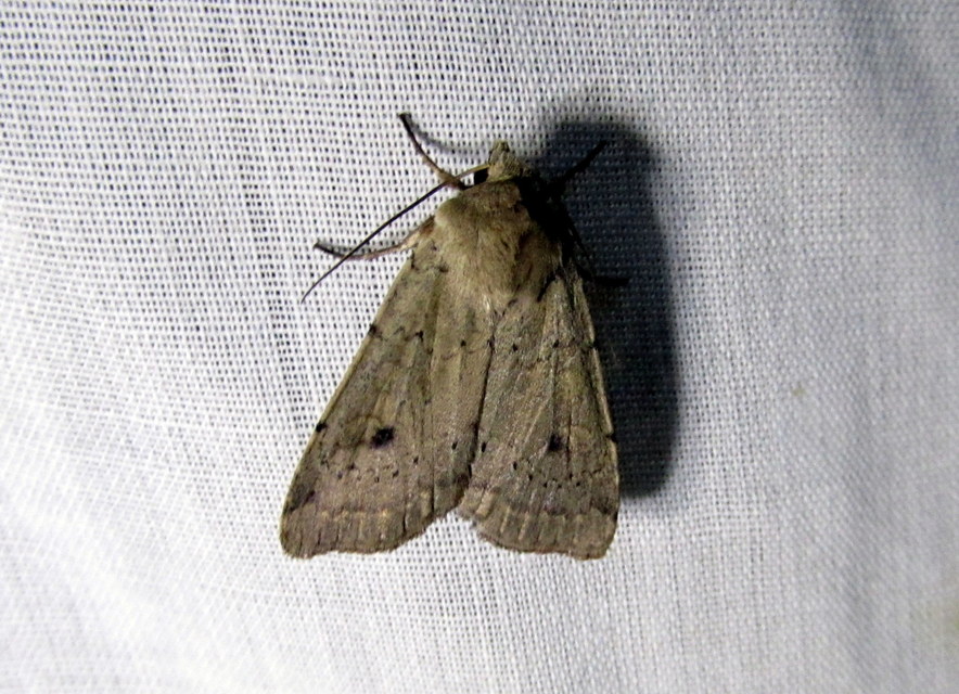 Xestia castanea michaeli - csarabos fűbagoly