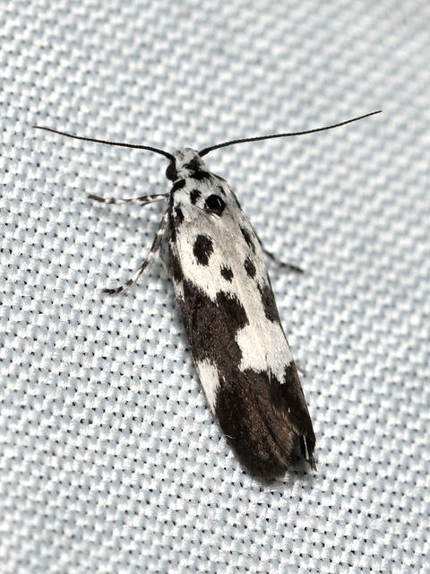Ethmia quadrillella - gyászos feketemoly
