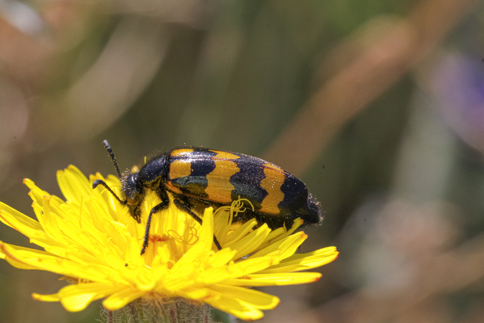 Mylabris variabilis - szalagos hólyaghúzó Mylabris variabilis - szalagos hólyaghúzó