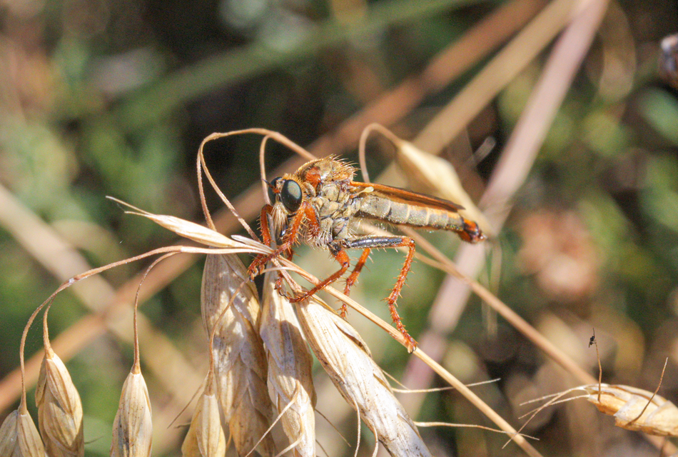 Stenopogon sabaudus