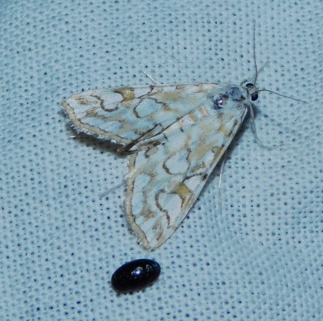 Elophila nymphaeata - tarka vízimoly