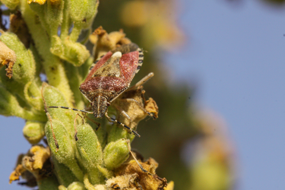 Dolycoris baccarum - közönséges bogyómászó-poloska Dolycoris baccarum - közönséges bogyómászó-poloska
