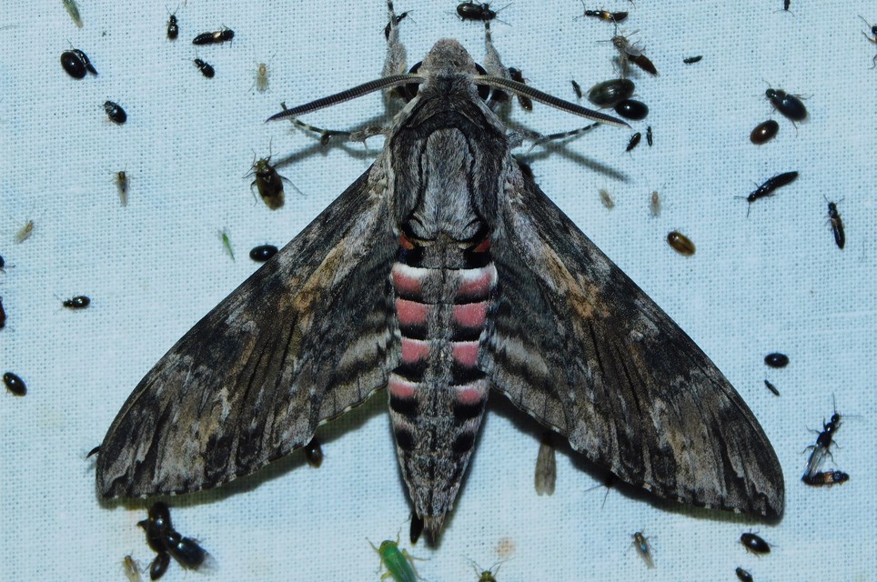 Agrius convolvuli - szulákszender
