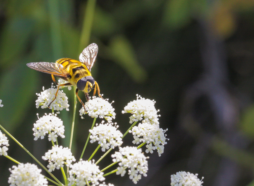 Myathropa florea - halálfejes odúlégy