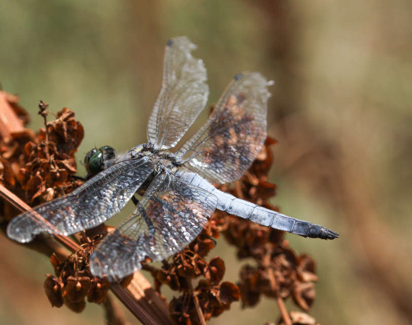 Orthetrum cancellatum - feketefarkú pásztorszitakötő