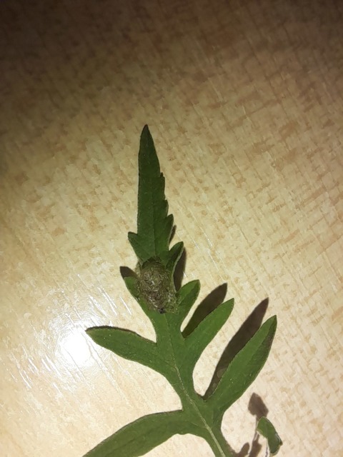 Ophraella communa - parlagfű-olajosbogár