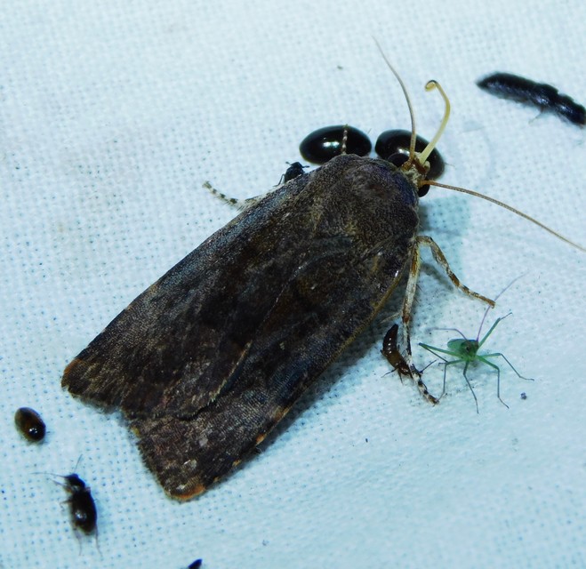 Noctua janthina - tarka sárgafűbagoly