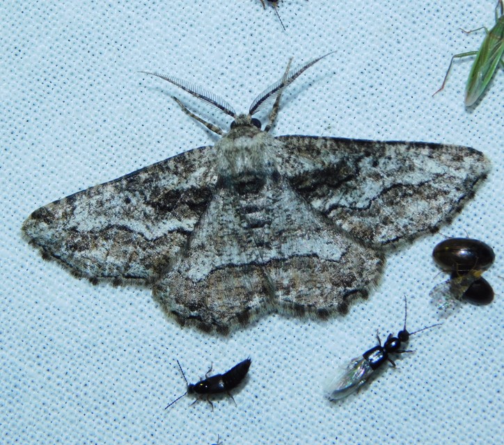 Synopsia sociaria - ürömaraszoló