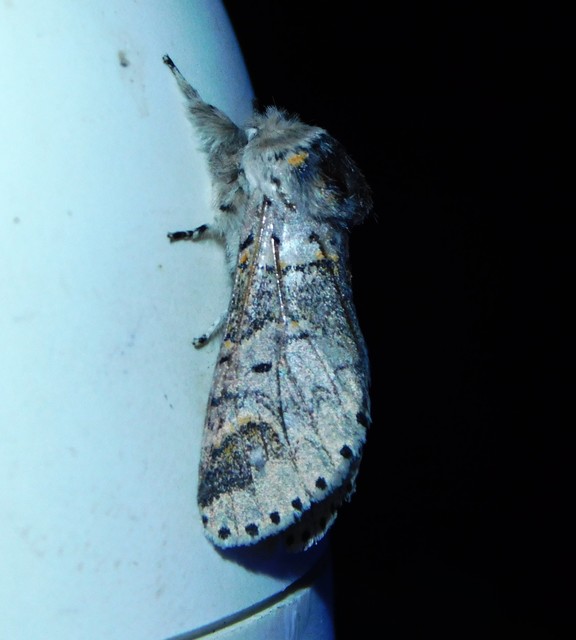 Furcula furcula - szürke púposszövő