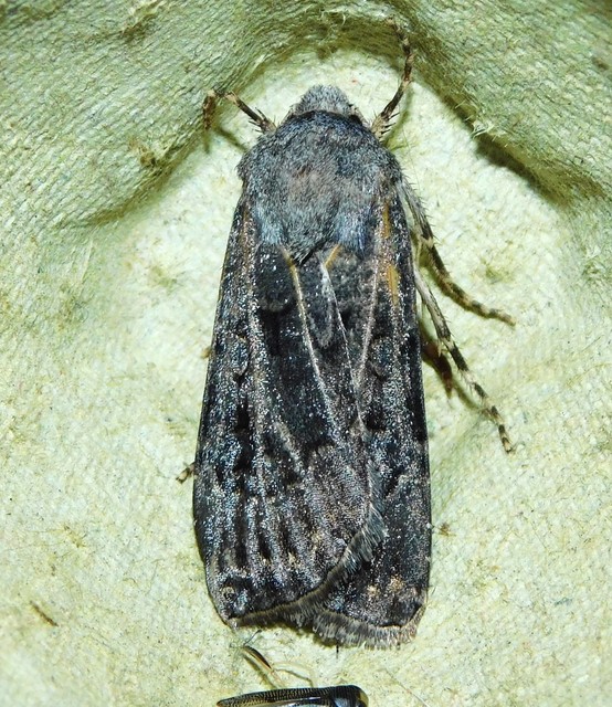 Agrotis bigramma - kétjegyű földibagoly