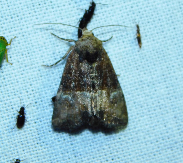 Mesoligia furuncula - kétszínű dudvabagoly