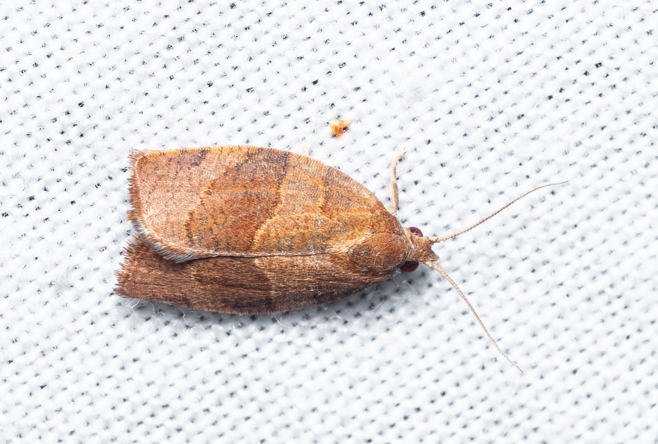 Tortricinae
