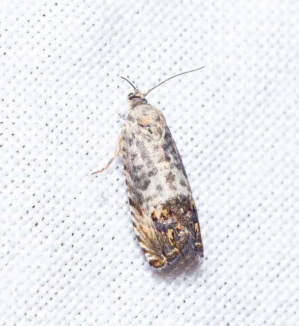 Olethreutinae