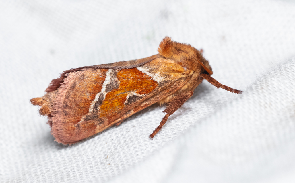 Triodia sylvina - kis gyökérrágólepke