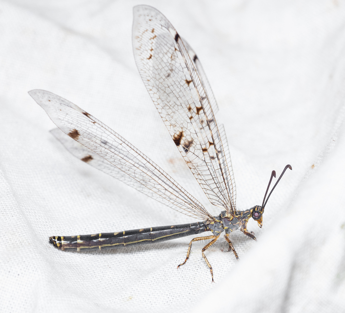 Distoleon tetragrammicus - négyfoltos hangyaleső