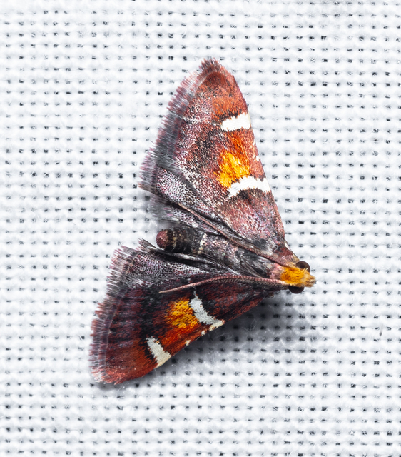 Pyralis regalis - pompás fényilonca