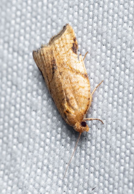 Tortricidae - sodrómolyfélék