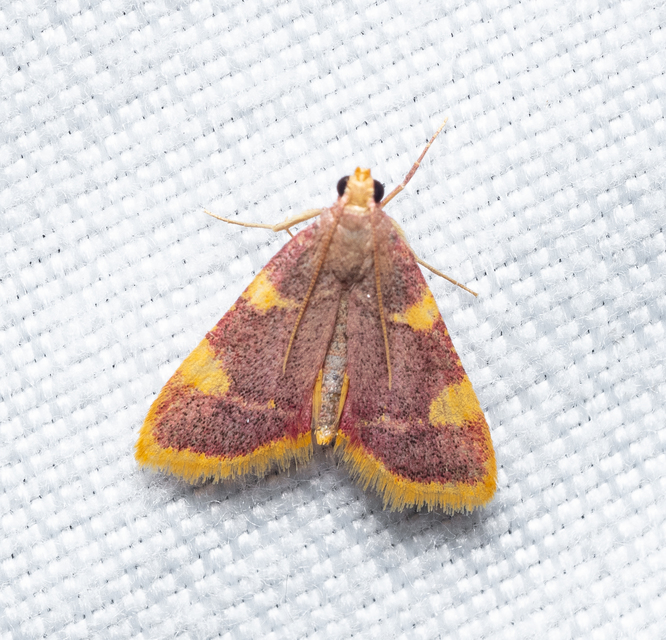 Hypsopygia costalis - szénailonca