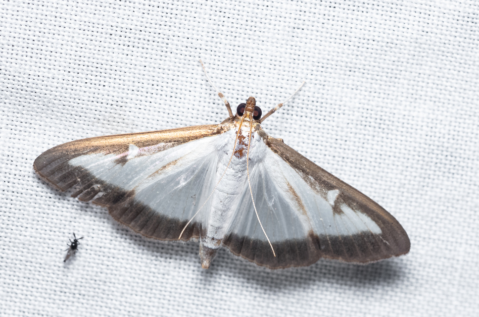 Cydalima perspectalis - puszpáng-tűzmoly