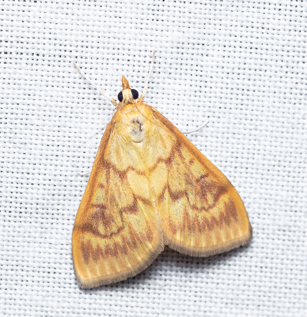 Ostrinia nubilalis - kukoricamoly
